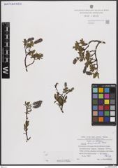 Foto von Salix breviserrata Flod.